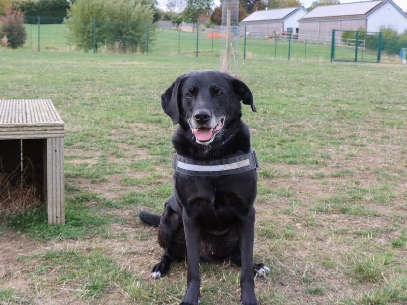 undefined | Retriever (Labrador) Cross | undefined - 3