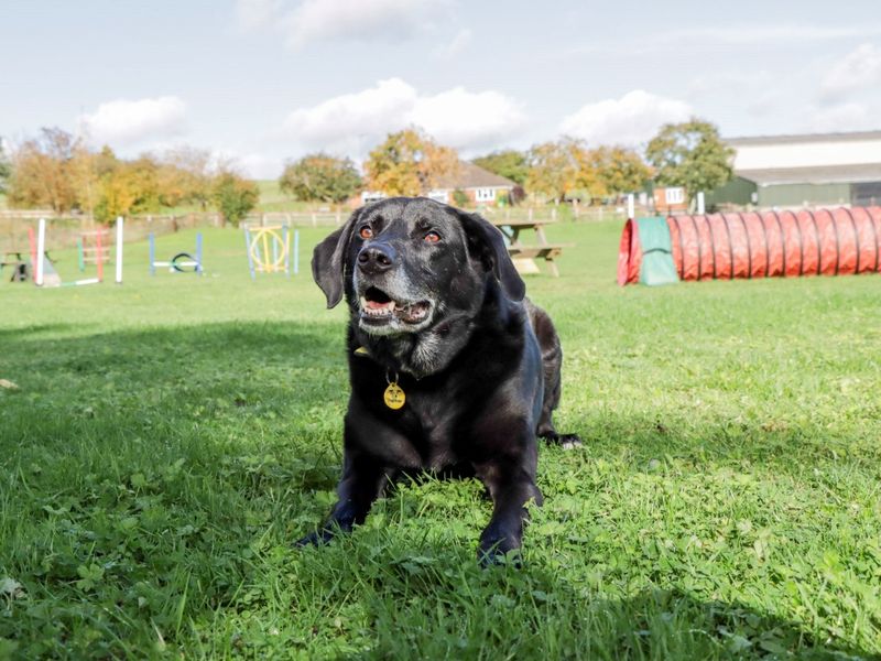 undefined | Retriever (Labrador) Cross | undefined - 6