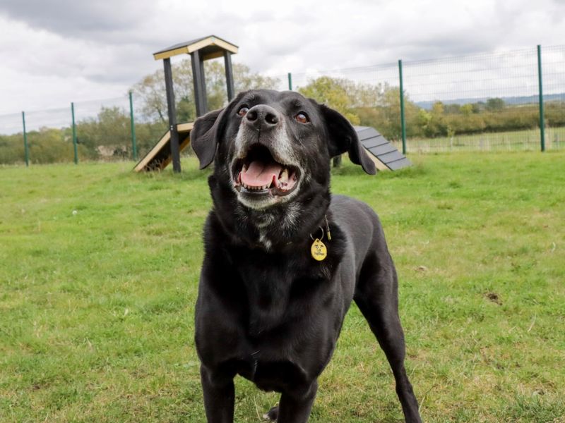 undefined | Retriever (Labrador) Cross | undefined - 4
