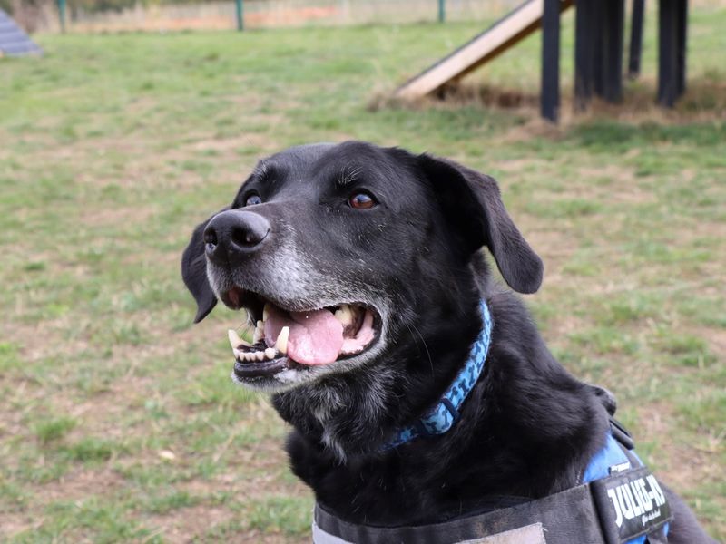 undefined | Retriever (Labrador) Cross | undefined - 8