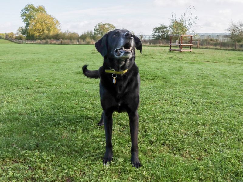 undefined | Retriever (Labrador) Cross | undefined - 9