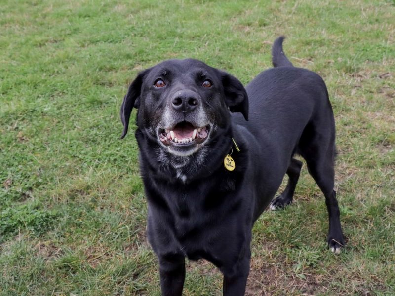 undefined | Retriever (Labrador) Cross | undefined - 5