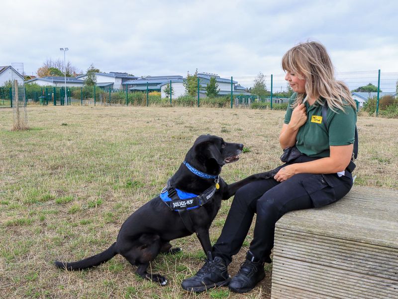 Tobias | Retriever (Labrador) Cross | Evesham (Worcestershire) - 3