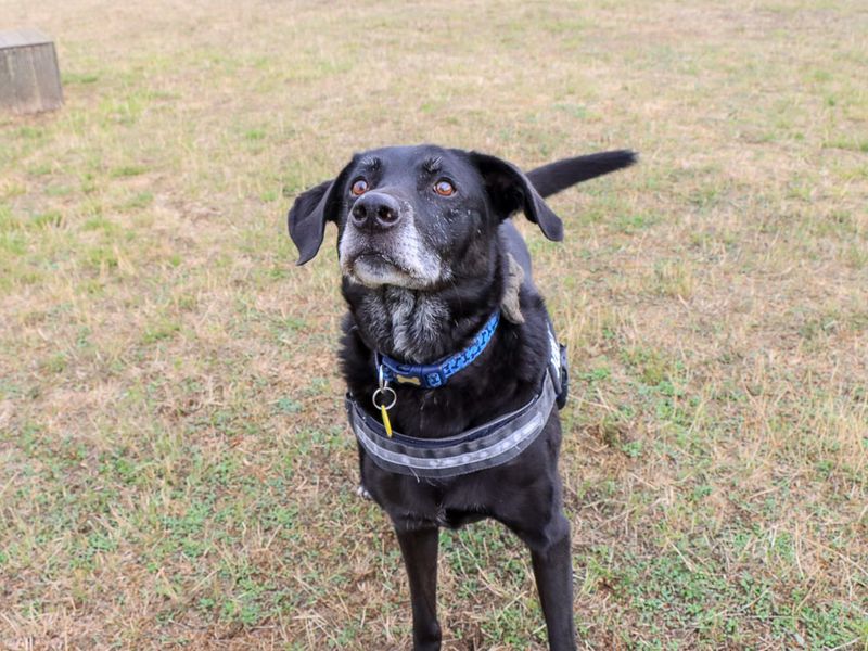 Tobias | Retriever (Labrador) Cross | Evesham (Worcestershire) - 5