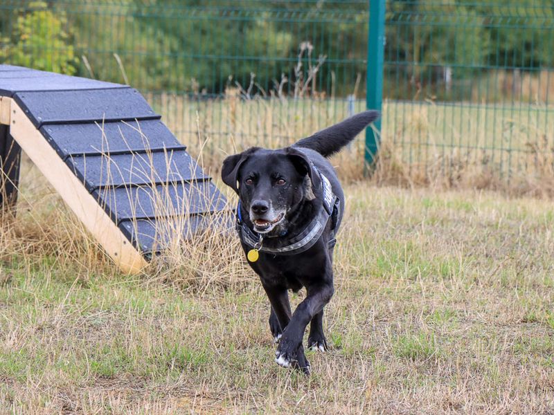 Tobias | Retriever (Labrador) Cross | Evesham (Worcestershire) - 9