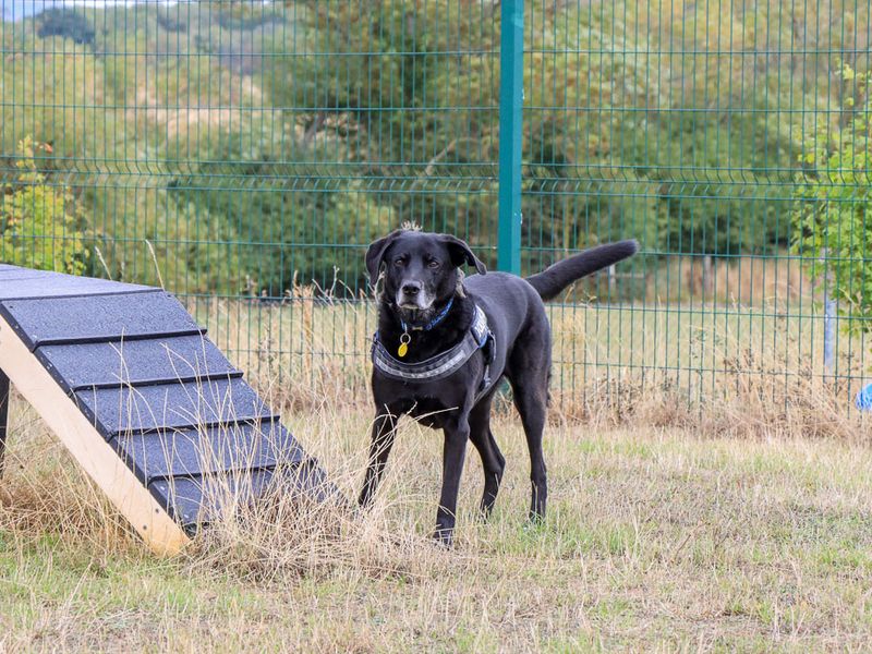 Tobias | Retriever (Labrador) Cross | Evesham (Worcestershire) - 6