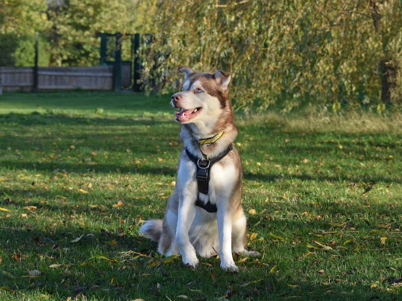 undefined | Siberian Husky Cross | undefined - 2