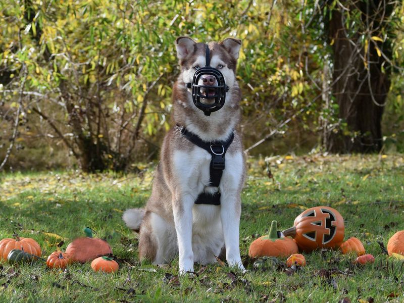 Siberian Husky for adoption in Wickford, Essex – 5 years old - Image 10 of 10