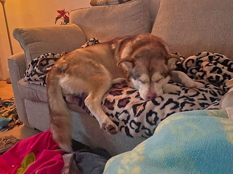 undefined | Siberian Husky Cross | undefined - 13