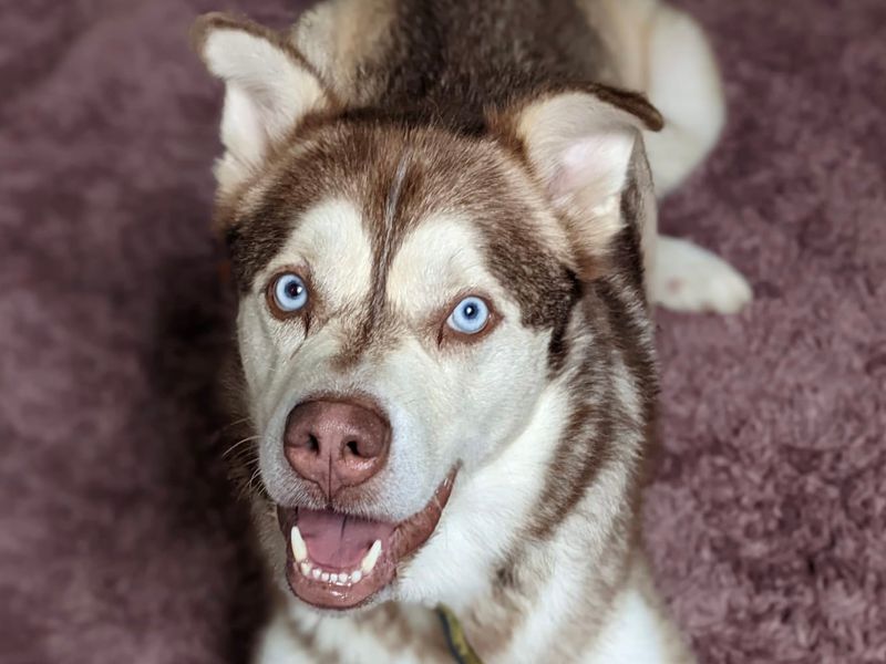 undefined | Siberian Husky Cross | undefined - 17