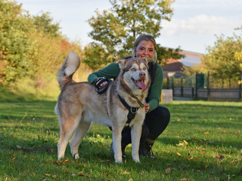 undefined | Siberian Husky Cross | undefined - 16