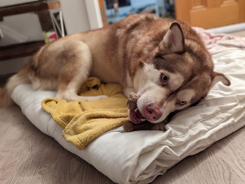 undefined | Siberian Husky Cross | undefined - 5