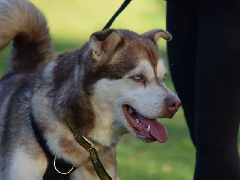 undefined | Siberian Husky Cross | undefined - 18