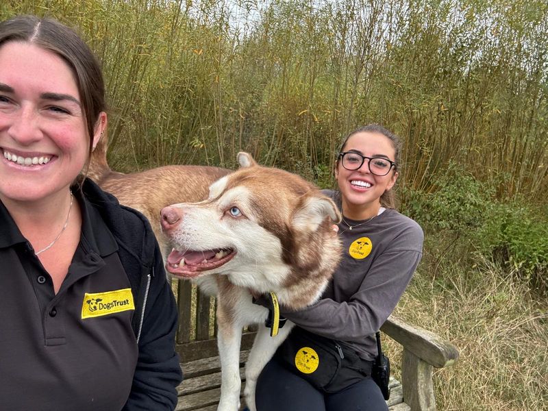 undefined | Siberian Husky Cross | undefined - 19