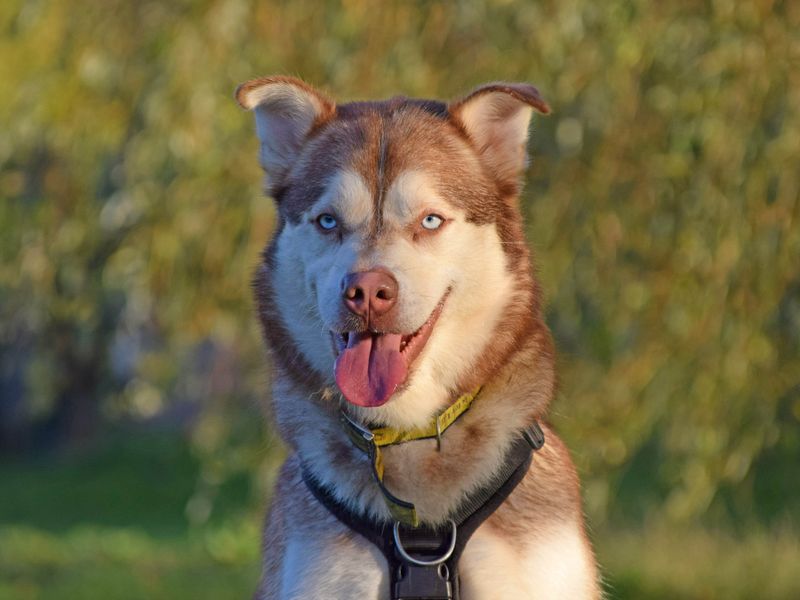 undefined | Siberian Husky Cross | undefined - 14