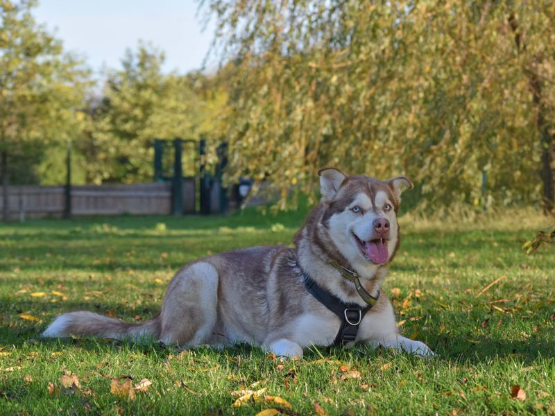 undefined | Siberian Husky Cross | undefined - 11