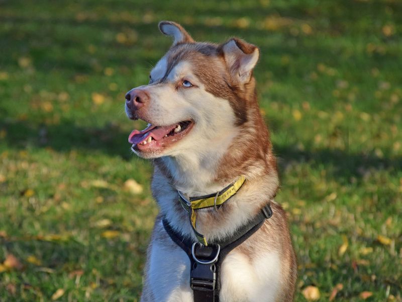 undefined | Siberian Husky Cross | undefined - 10
