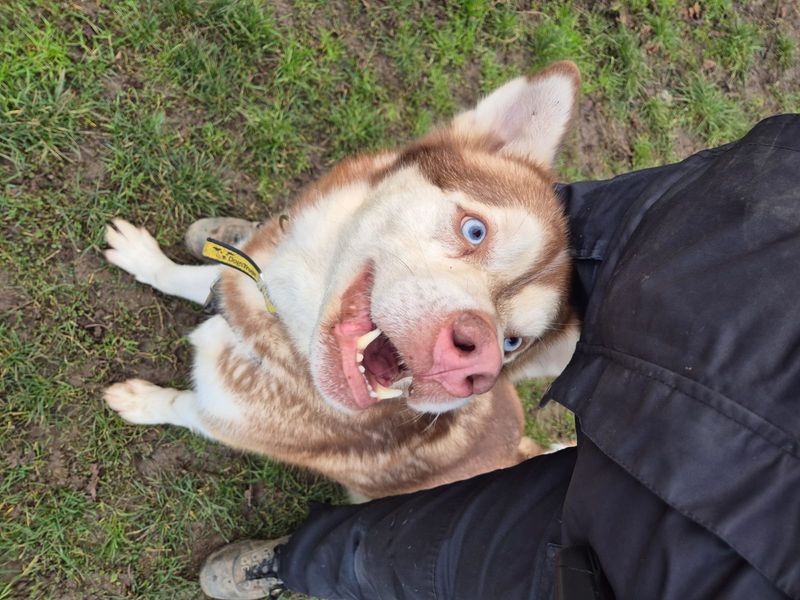 undefined | Siberian Husky Cross | undefined - 8