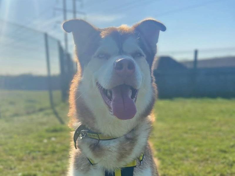 Forest | Siberian Husky Cross | Basildon (Essex) - 10