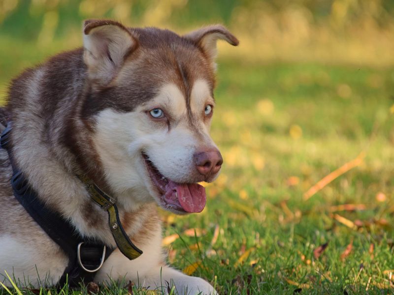 Forest | Siberian Husky Cross | Basildon (Essex) - 3