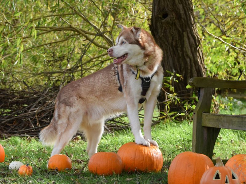 Forest | Siberian Husky Cross | Basildon (Essex) - 10