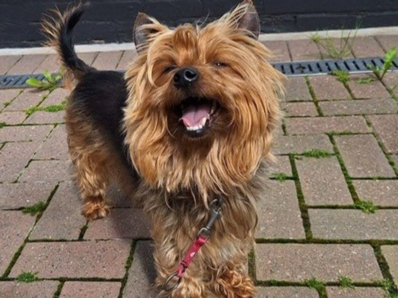 Bentley for sale in Telford - Image 2