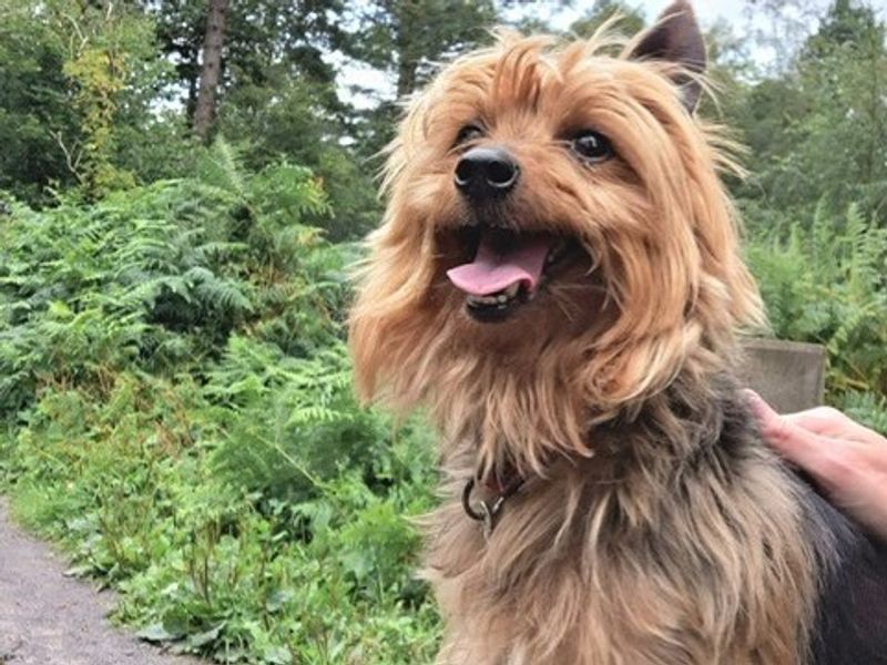 Bentley for sale in Telford - Image 1