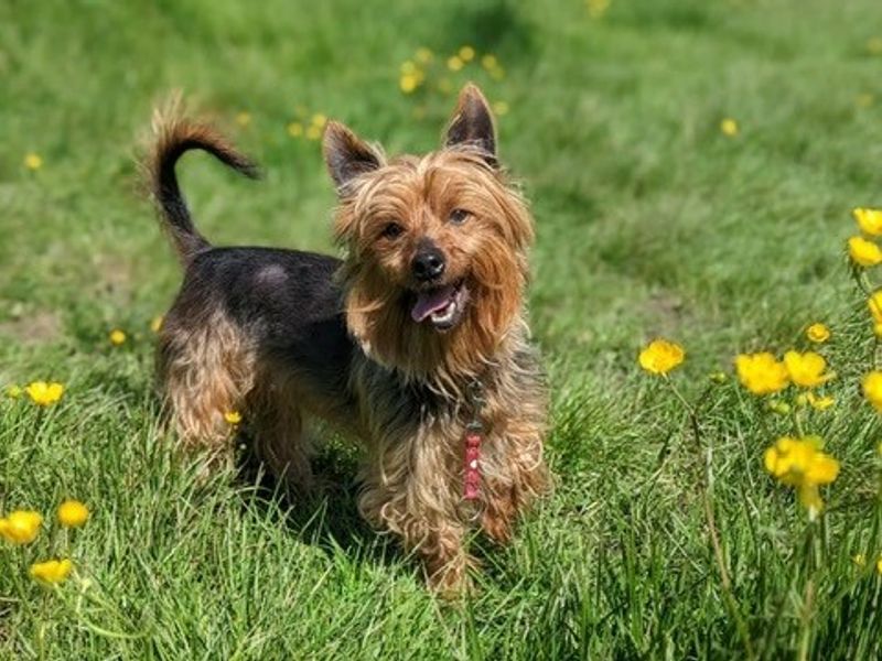 Bentley for sale in Telford - Image 3