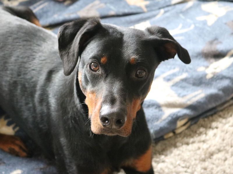 Doberman for adoption in Glasgow, Scotland – 6 years old - Image 4 of 10