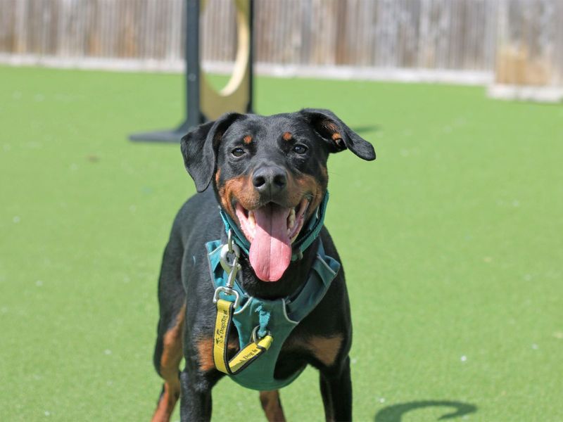 Doberman for adoption in Glasgow, Scotland – 6 years old - Image 5 of 10
