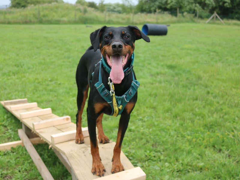 Doberman for adoption in Glasgow, Scotland – 6 years old - Image 1 of 10