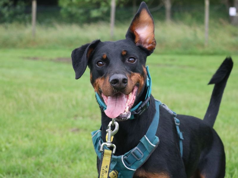 Doberman for adoption in Glasgow, Scotland – 6 years old - Image 2 of 10