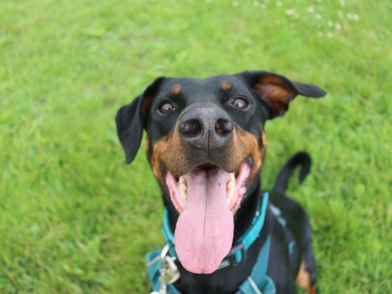 Doberman for adoption in Glasgow, Scotland – 6 years old - Image 7 of 10