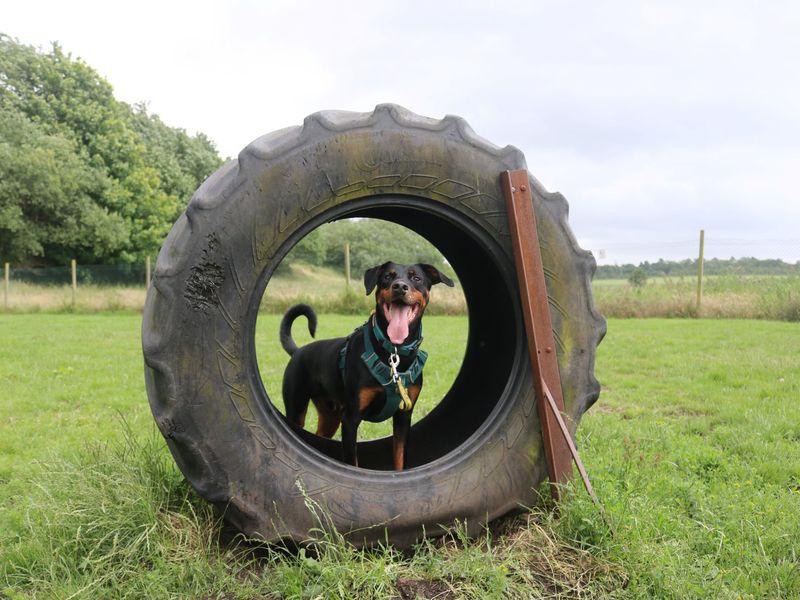 Doberman for adoption in Glasgow, Scotland – 6 years old - Image 9 of 10
