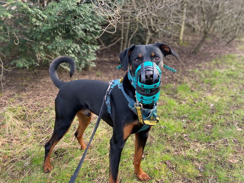 Doberman for adoption in Glasgow, Scotland – 6 years old - Image 8 of 10