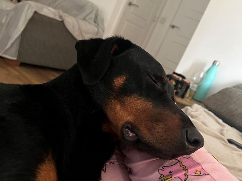 Doberman for adoption in Glasgow, Scotland – 6 years old - Image 10 of 10
