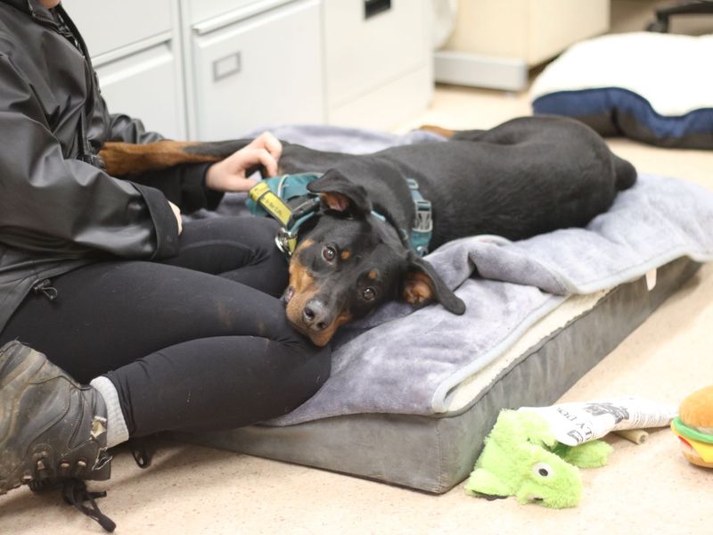 Doberman for adoption in Glasgow, Scotland – 6 years old - Image 6 of 10