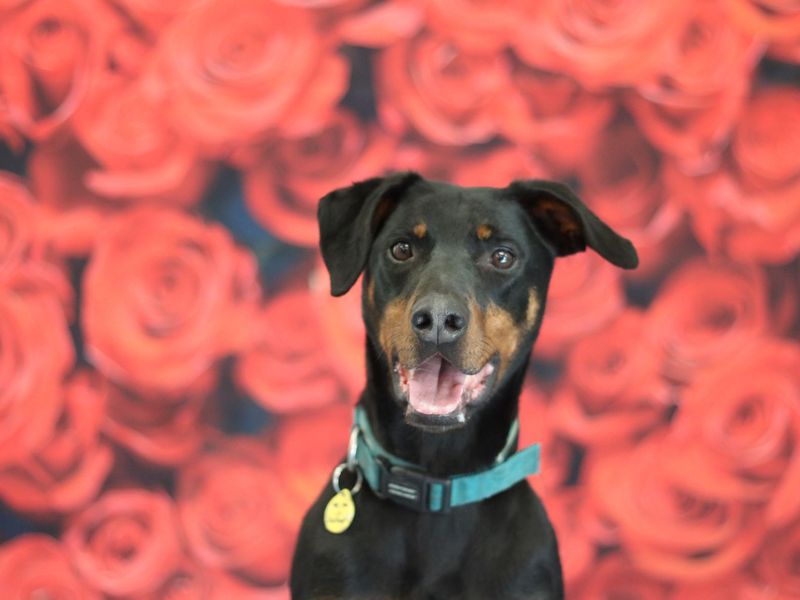 Doberman for adoption in Glasgow, Scotland – 6 years old - Image 3 of 10