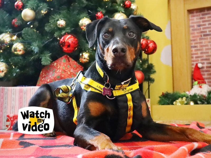 Jupiter | Dobermann | Leeds - 1