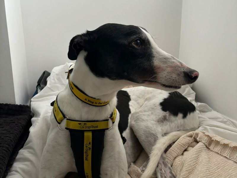 Barnes | Greyhound | Kenilworth (West Midlands) - 1