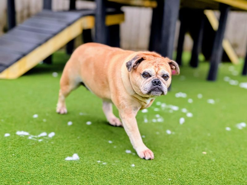 undefined | Pug Cross | undefined - 2