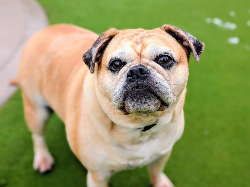 undefined | Pug Cross | undefined - 4