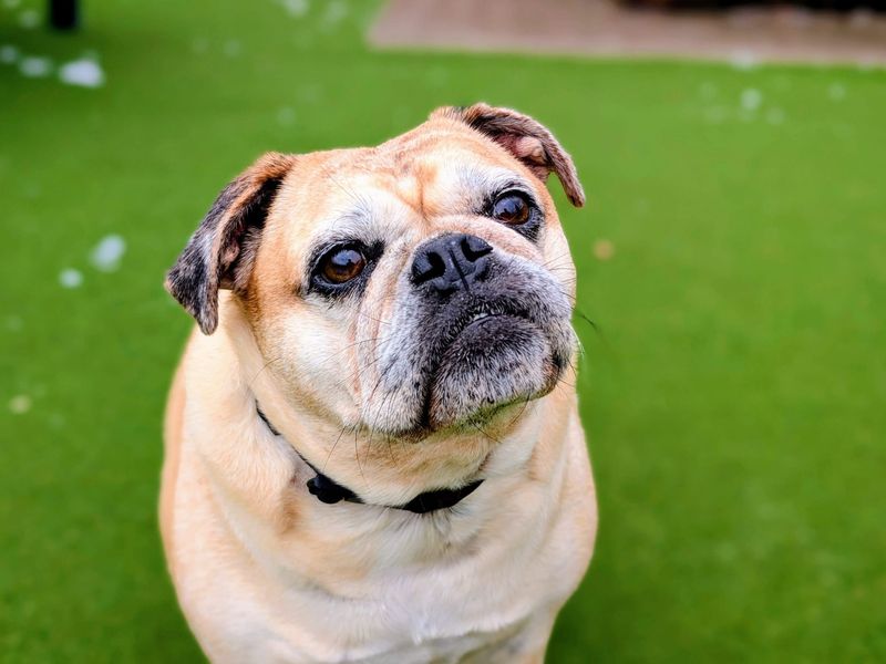undefined | Pug Cross | undefined - 3