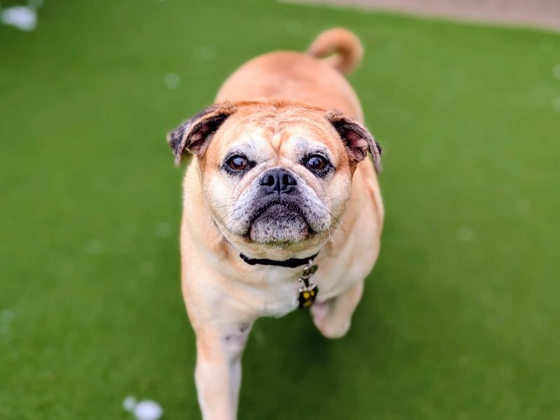 Pug Dogs And Puppies For Adoption