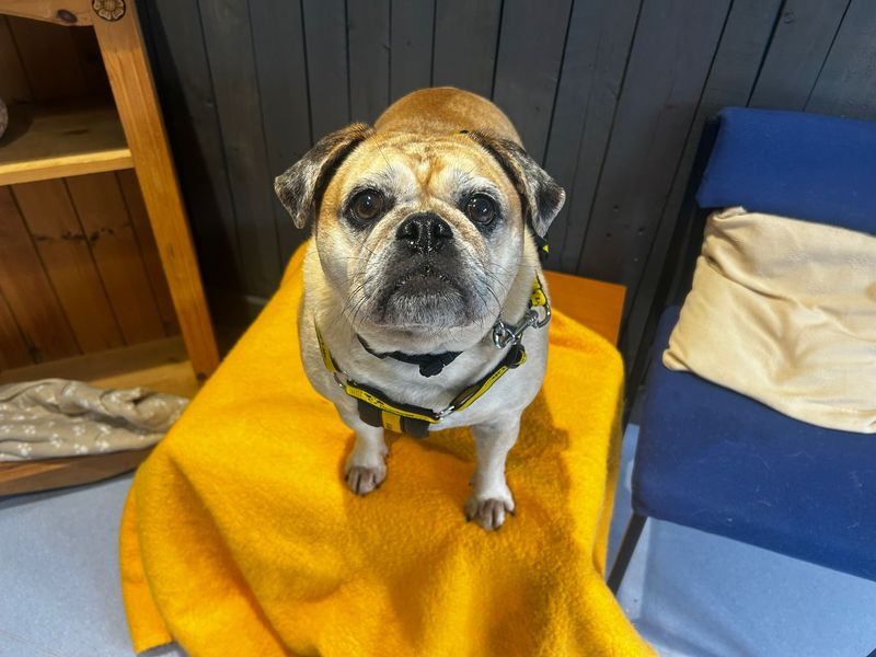 undefined | Pug Cross | undefined - 2