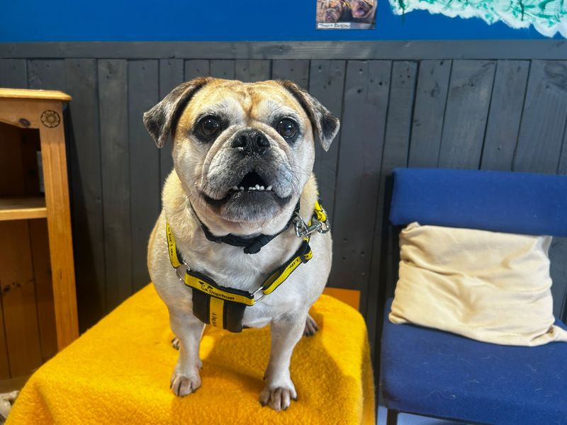 undefined | Pug Cross | undefined - 3