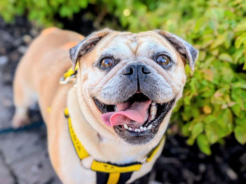 Lacey | Pug Cross | Cardiff - 6