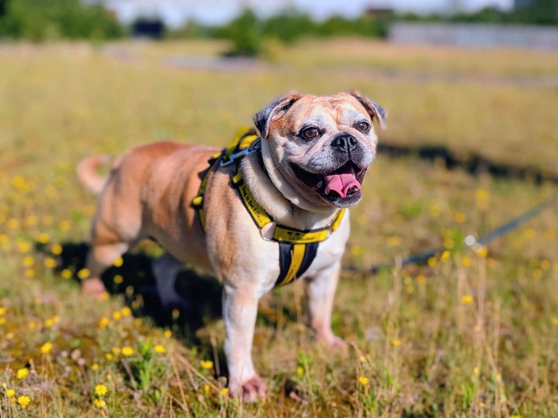 Lacey | Pug Cross | Cardiff - 2