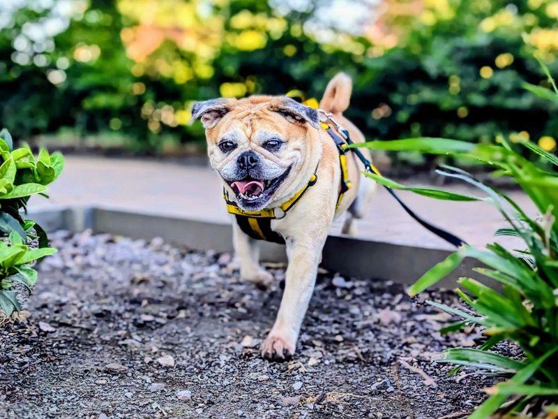 Lacey | Pug Cross | Cardiff - 3