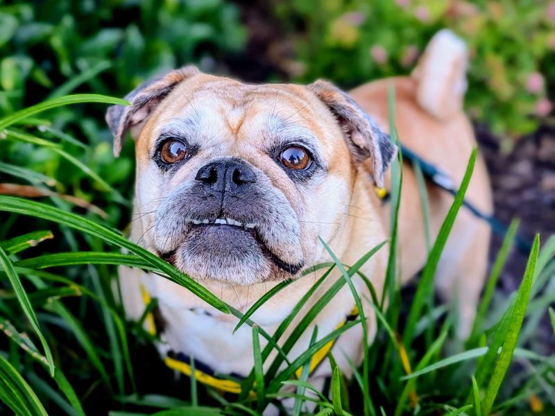 Lacey | Pug Cross | Cardiff - 1
